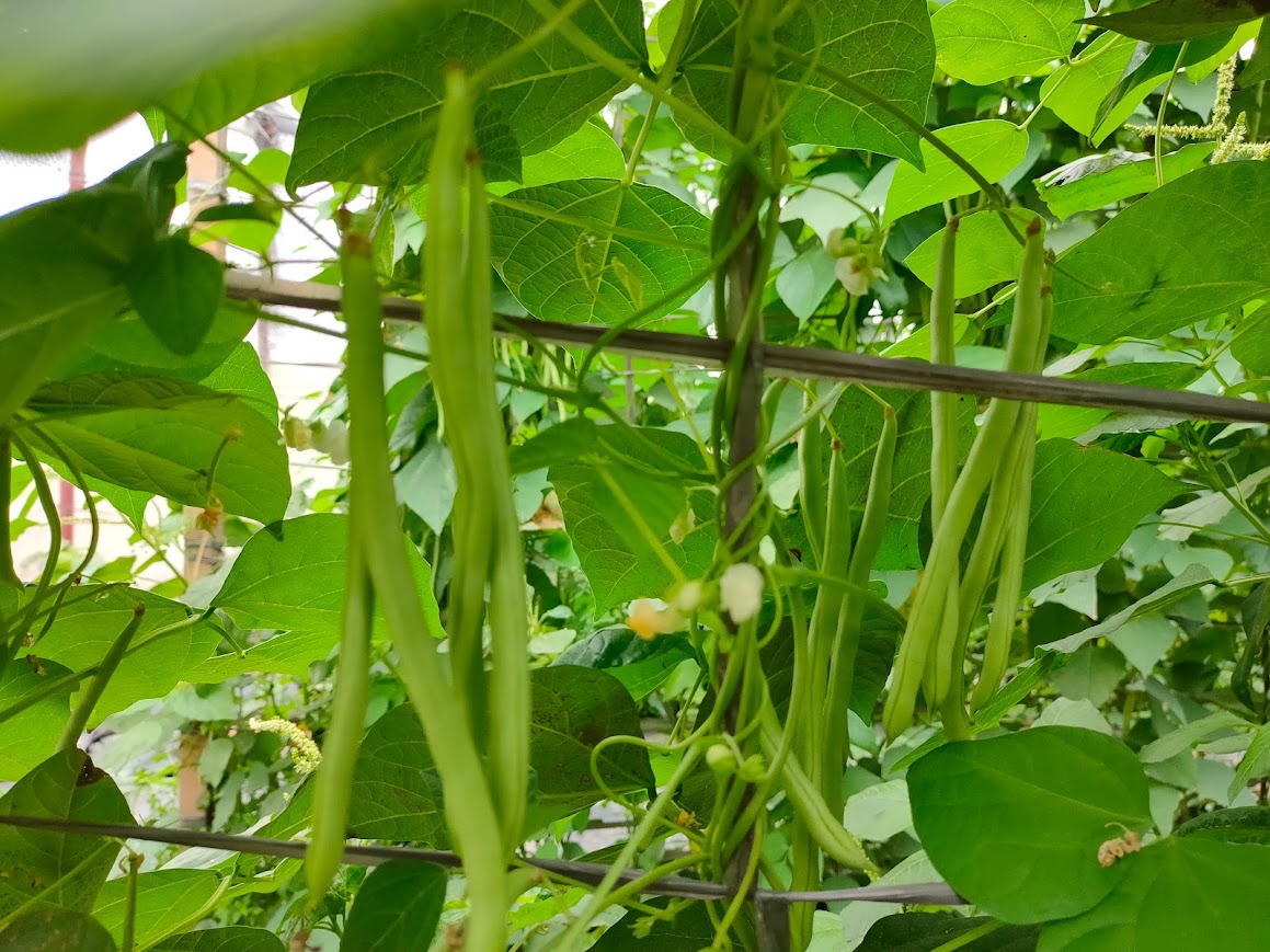 網室相片照片