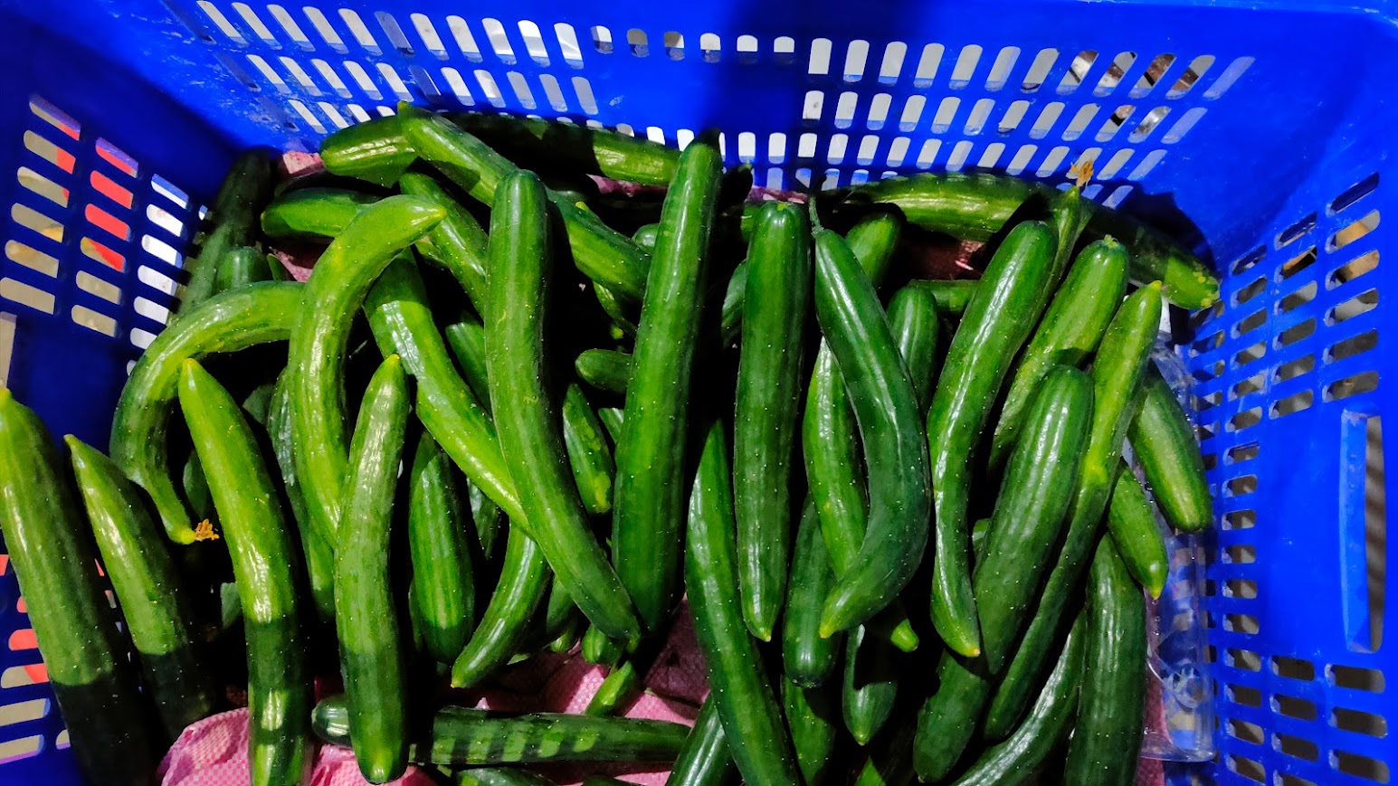網室相片照片